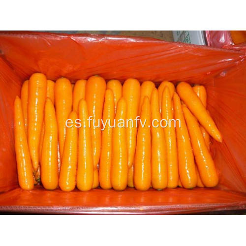 Tamaño de zanahoria fresca L.